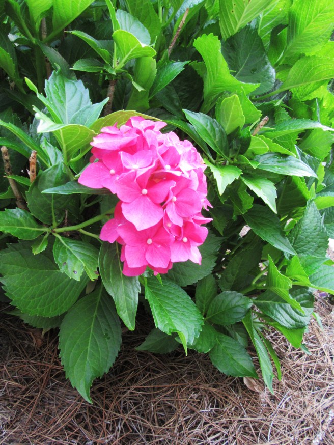 gardeningblog-calendar2018 024