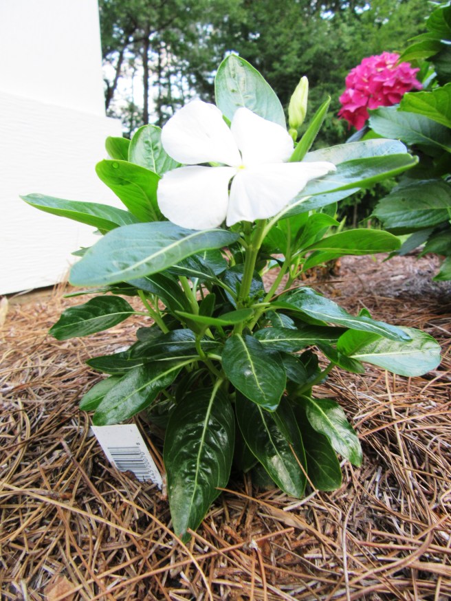 gardeningblog-calendar2018 026