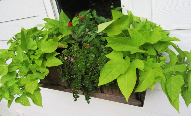 gardeningblog-calendar2018 029