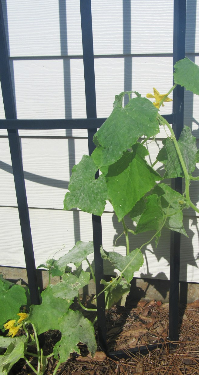 gardeningblog-calendar2018 036