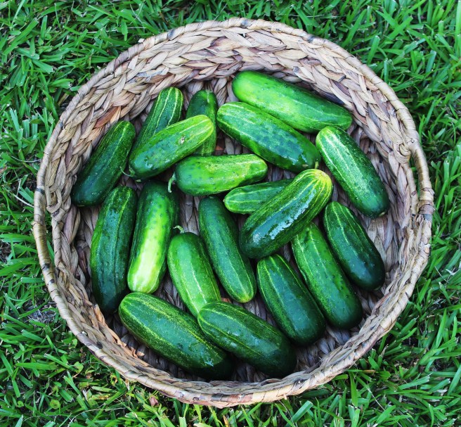 pickleblog-d5-mrpstees 017